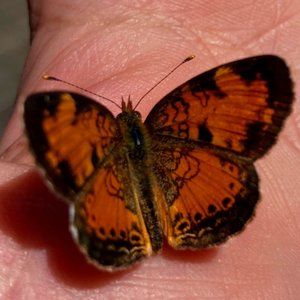 Meet your Posher, Allison